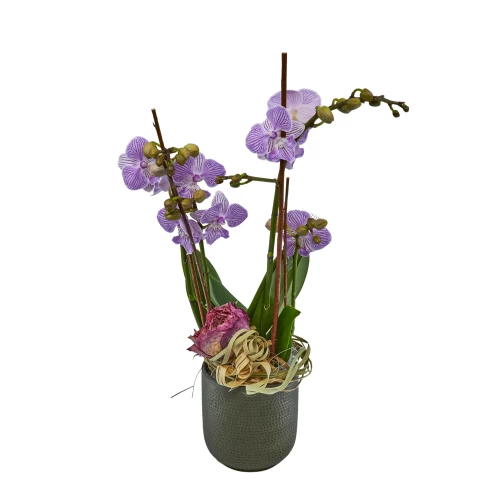 Mini-Orchidee 'rosa' ausgarniert