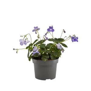 Streptocarpus 'saxorum'