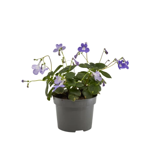 Streptocarpus 'saxorum'