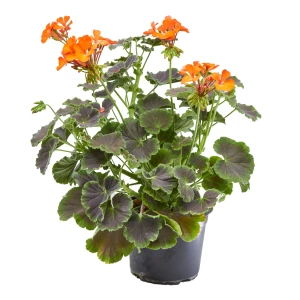 Geranium