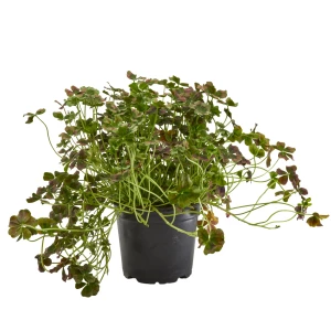 Oxalis 'Klee' mix