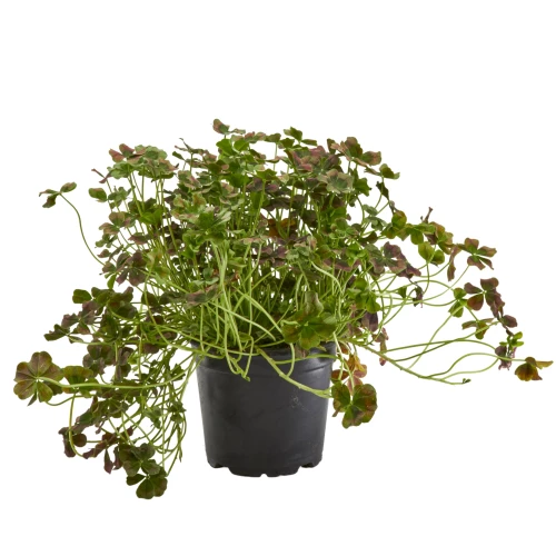 Oxalis 'Klee' mix