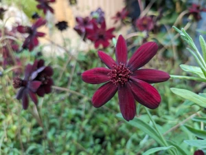 Cosmos 'atrosanguineus'