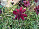 Cosmos 'atrosanguineus'