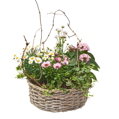 Pflanzkorb 'Gartentraum'