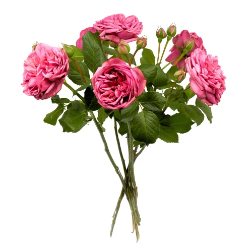 Freilandrosen 'verzweigt&pink'