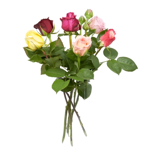 Bunte Freilandrosen