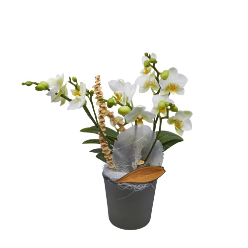 Mini-Orchidee 'weiss' ausgarniert