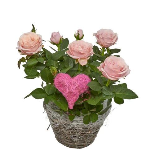 Topfrose im Korb mit Herz