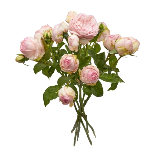 Freilandrosen 'verzweigt&rosa'