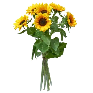 Sonnenblumen 'grosskopfig'