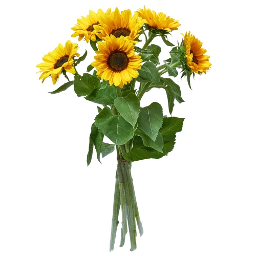 Sonnenblumen 'grosskopfig'