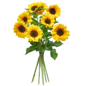 Sonnenblumen 'mittelkopfig'