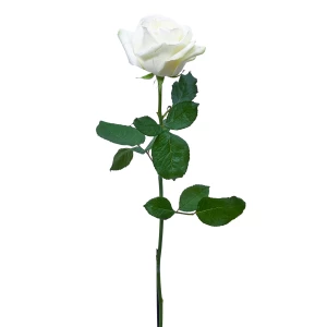 Eine weiss Rose