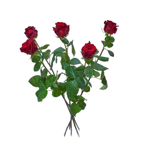 Rote Rosen 60cm