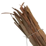 Eucalyptus 'Rinde'