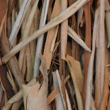 Eucalyptus 'Rinde'