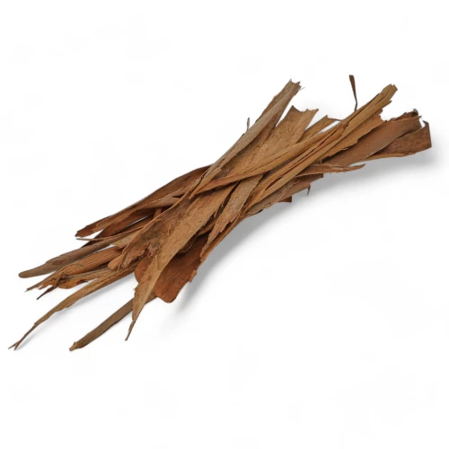 Eucalyptus 'Rinde'