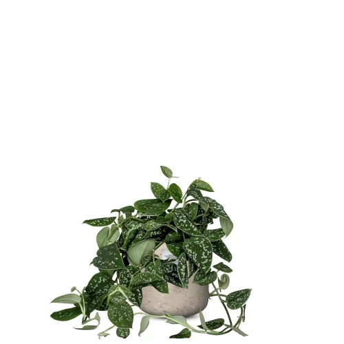 Männerpflanze
