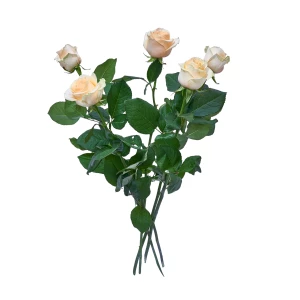 Rosen apricot