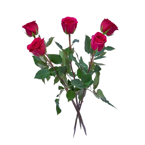 Rosen pink