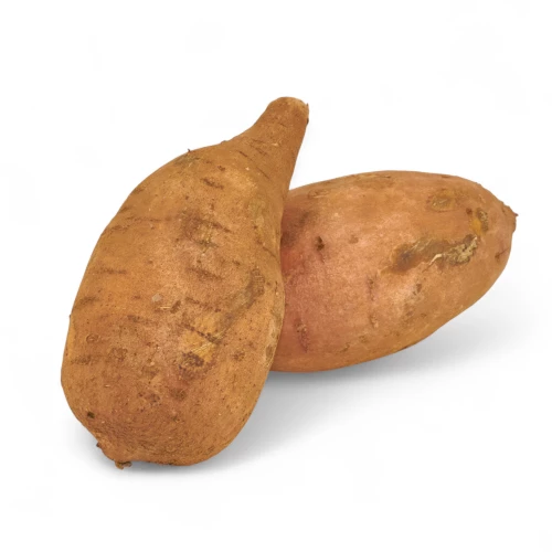 Jungpflanze 'Süsskartoffel'