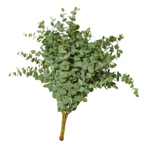 Eucalyptus 'cinerea'