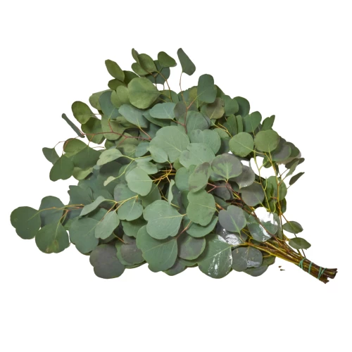 Eucalyptus 'Populus'