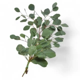 Eucalyptus 'Populus'