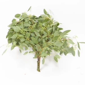 Eucalyptus 'Populus' blühend