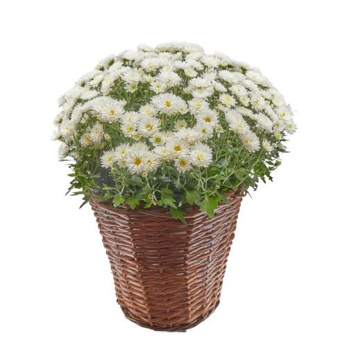 Ruhe sanft (Chrysantheme weiss)