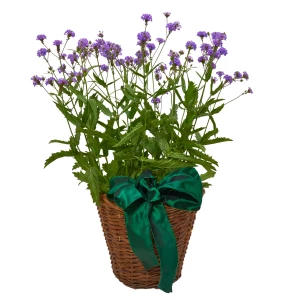 Verbena im Korb