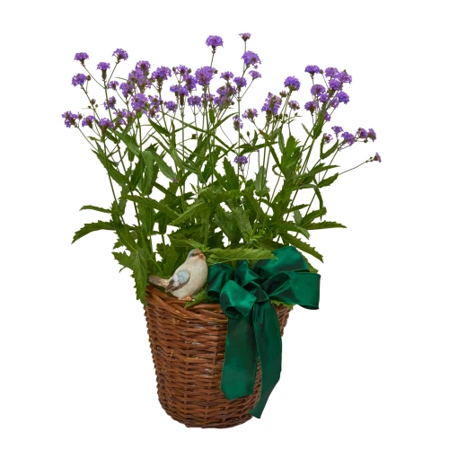 Verbena mit Vogel im Korb
