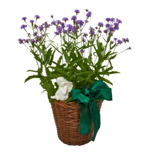 Verbena mit Engel im Korb