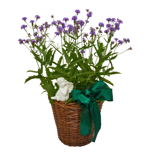 Verbena mit Engel im Korb
