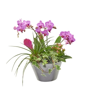 Orchideenschale 'rosa'