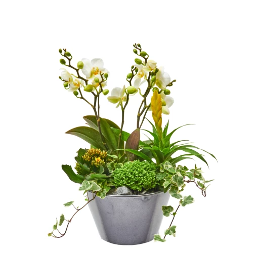 Orchideenschale 'creme'