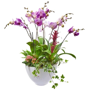 Orchideenschale XXL