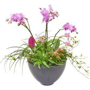 Orchideenschale XL