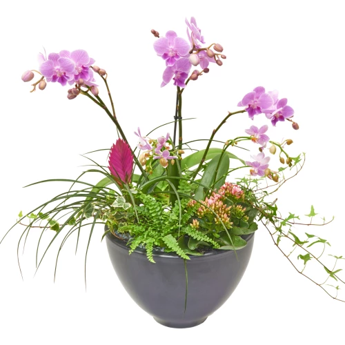 Orchideenschale XL