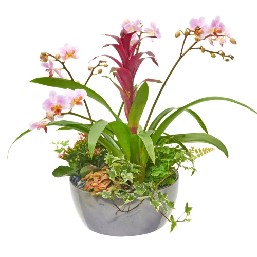 Orchideenschale