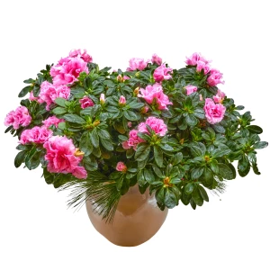 Azalea rosa