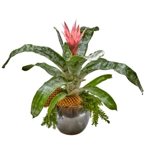 Edle Aechmea