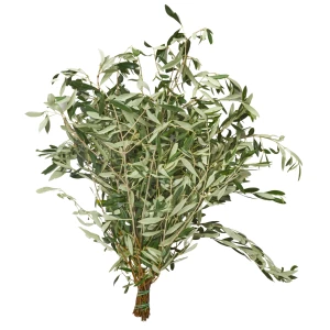 Olea 'europaea'