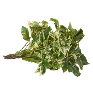 Hedera helix / Efeu 'panaschiert'