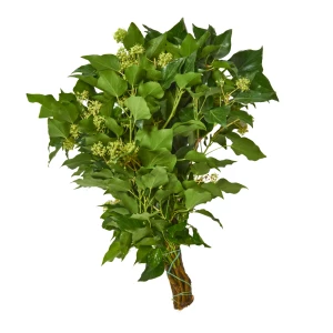 Hedera helix / Efeu 'grün'