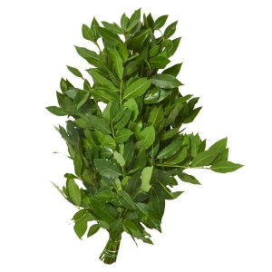 Laurus 'nobilis'