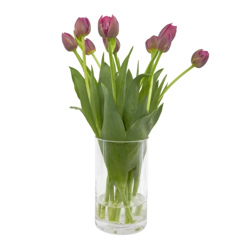 Tulpen 'pink'