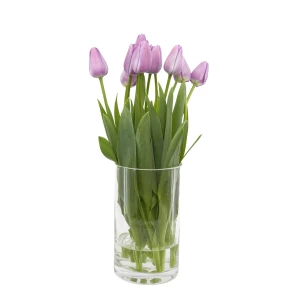 Tulpen 'violett'