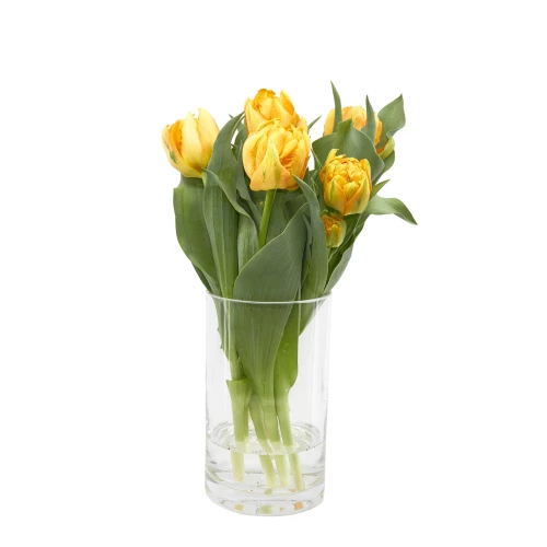 Tulpen 'orange'